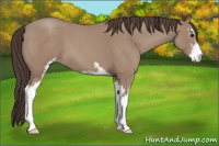 Horse Color:Classic Champagne Roan Sabino 