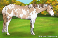 Horse Color:White Spotted Black Pearl Sabino Appaloosa Rabicano 