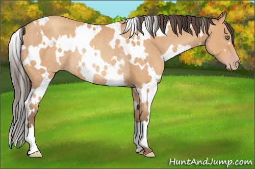 Horse Color: White Spotted Amber Champagne Rabicano 