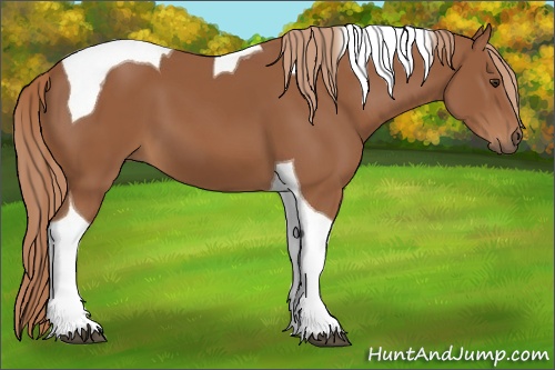 Horse Color: Chestnut Sabino Tobiano 