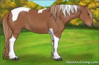 Horse Color:Chestnut Sabino Tobiano 
