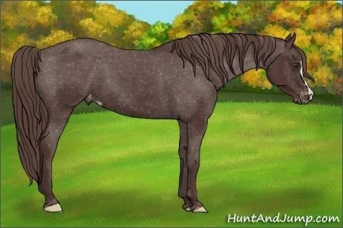 Horse Color: Liver Chestnut Blanket 