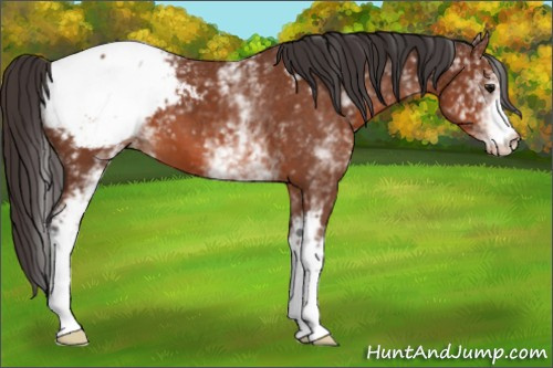 Horse Color: White Spotted Bay Snowcap 