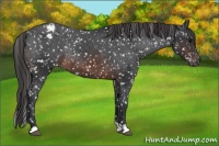 Horse Color:Brown Appaloosa Rabicano 