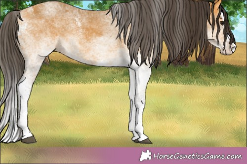 Horse Color: White Spotted Buckskin Splash 