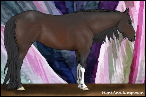 Horse Color: Bay 