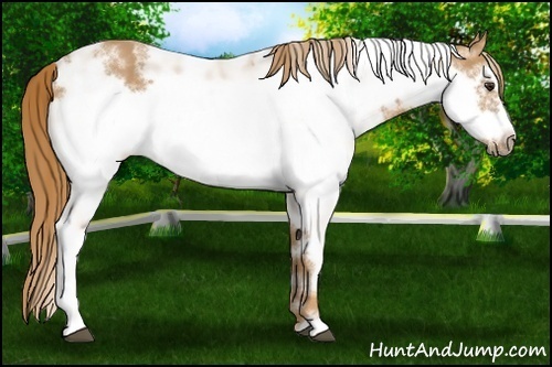 Horse Color: Chestnut Sabino Frame 