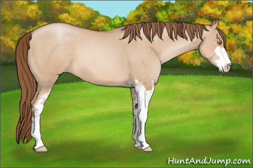 Horse Color: Bay Pearl Dun Sabino 