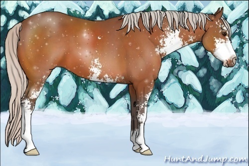 Horse Color: Silver Bay Sabino 