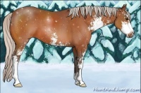 Horse Color:Silver Bay Sabino 