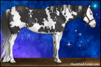 Horse Color:White Spotted Buckskin Splash 