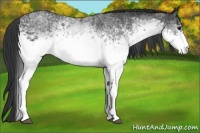 Horse Color:White Spotted Blue Roan Rabicano  Brindle