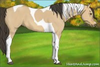 Horse Color:Buckskin Dun Tobiano 