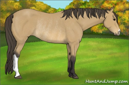 Horse Color: Buckskin Rabicano 
