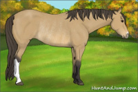 Horse Color:Buckskin Rabicano 