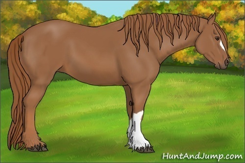 Horse Color: Chestnut 