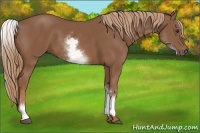 Horse Color:White Spotted Chestnut Sabino 