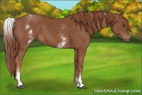 Horse Color:White Spotted Chestnut Sabino 