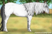 Horse Color:White Spotted Black 