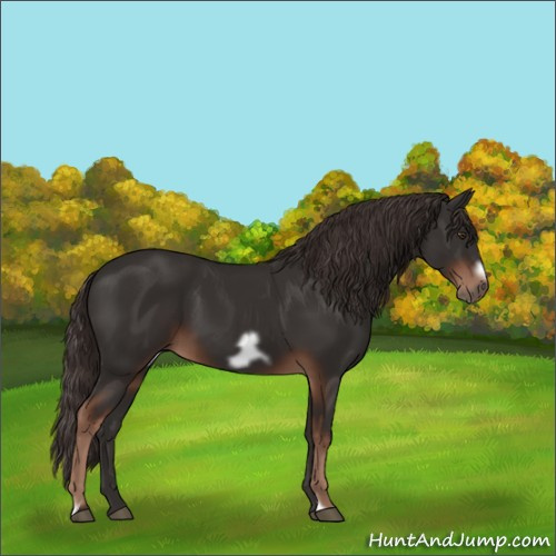 Horse Color: Liver Chestnut Frame 