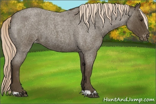 Horse Color: Chocolate Palomino Roan Blanket 