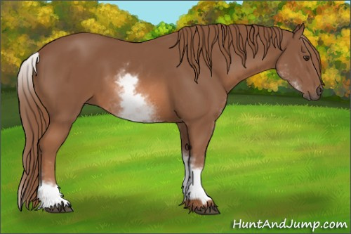Horse Color: White Spotted Liver Chestnut 
