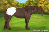 Horse Color:Liver Chestnut Sabino Snowcap Rabicano 