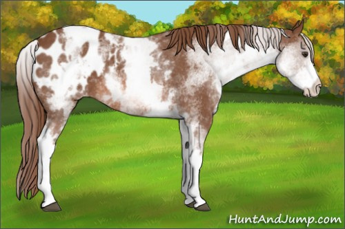 Horse Color: White Spotted Liver Chestnut Blanket 