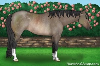 Horse Color:Brown Dun Rabicano 