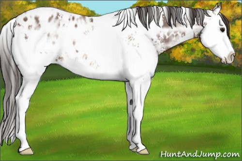 Horse Color: White Spotted Bay Ice Splash Blanket 
