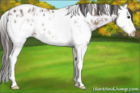 Horse Color:White Spotted Bay Ice Splash Appaloosa 