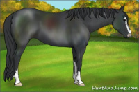 Horse Color:Black Sabino 