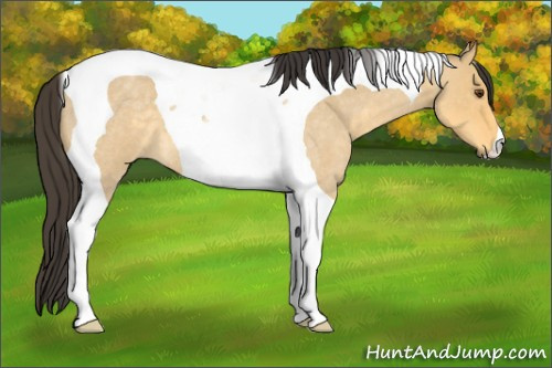 Horse Color: Buckskin Roan Dun Tobiano 