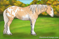 Horse Color:Gold Cream Champagne Sabino Appaloosa 