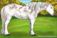 Horse Color:Chestnut Sabino
