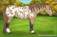Horse Color:Buckskin Dun Sabino Appaloosa Rabicano 