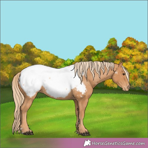 Horse Color:Chestnut Snowcap 