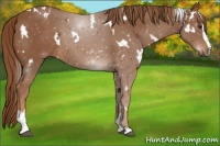 Horse Color:White Spotted Chestnut Sabino 