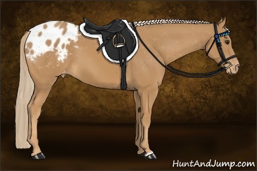 Horse Color:Chestnut Appaloosa