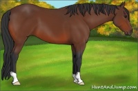 Horse Color:Bay 