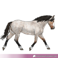 Horse Color:Gray Bay Roan Dun 