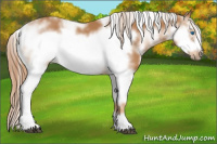 Horse Color:Chestnut Sabino Frame 