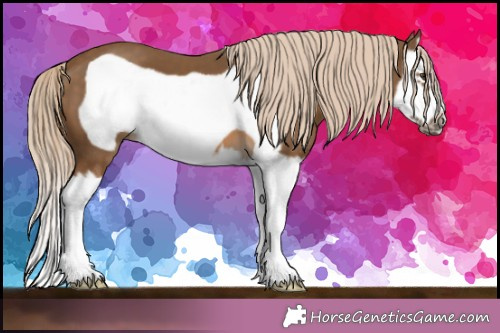 Horse Color: Chocolate Palomino Splash Frame 
