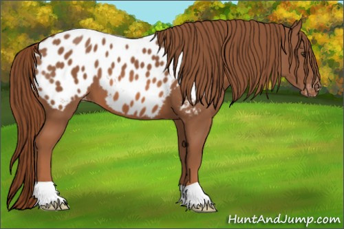 Horse Color: Liver Chestnut Blanket 