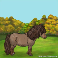 Horse Color:Liver Red Dun 