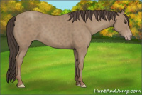 Horse Color:Classic Champagne