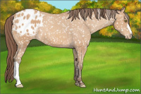 Horse Color:Amber Champagne Snowflake Varnish 