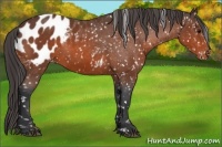 Horse Color:Bay Appaloosa 