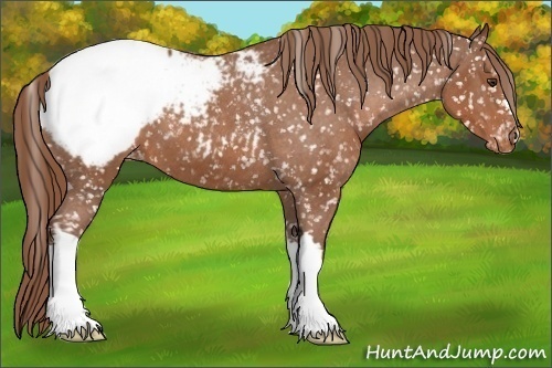 Horse Color: Chestnut Snowcap 