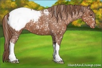 Horse Color:Chestnut Snowcap 